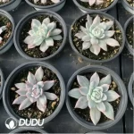 Echeveria Blue bird variegated