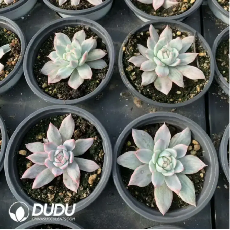 1-164.webp Echeveria Blue bird variegated - Image 1