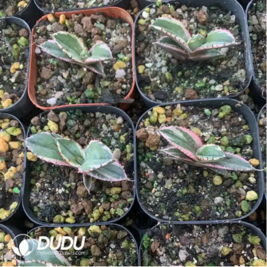 1-1645.webp Agave Black Flame - Image 1