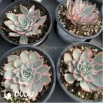 Echeveria Amistar variegated