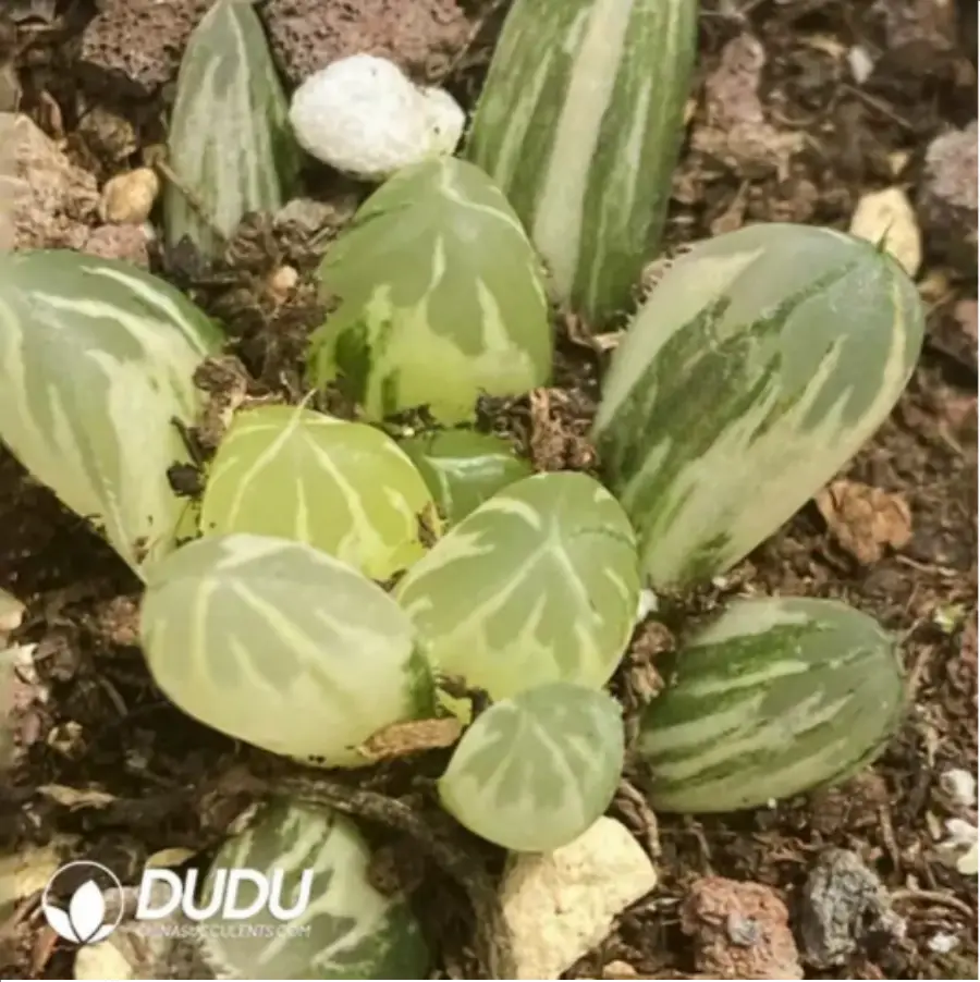 1-1650.webp Haworthia Cooperi Variegated #6 - Image 1