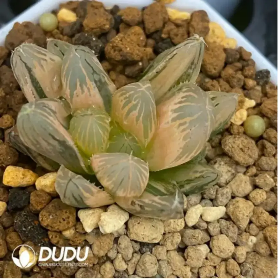 1-1687.webp Haworthia "Neon Light" Variegated - Image 1