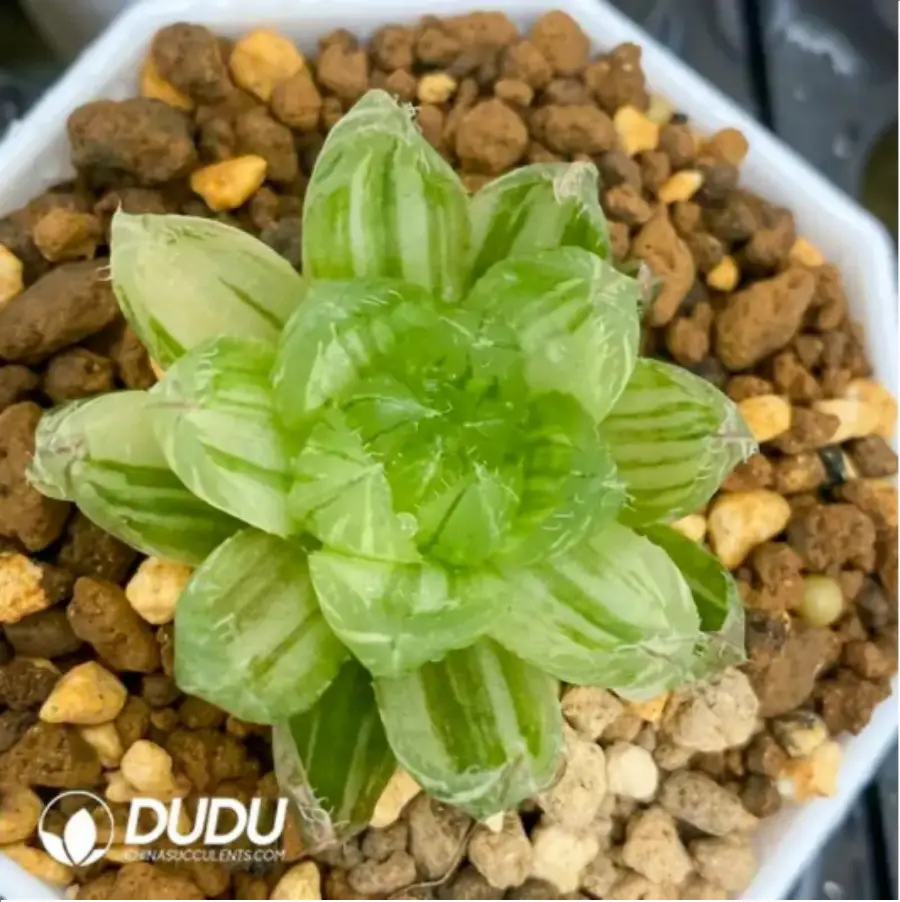 1-1688.webp Haworthia cooperi var. picturata - Image 1