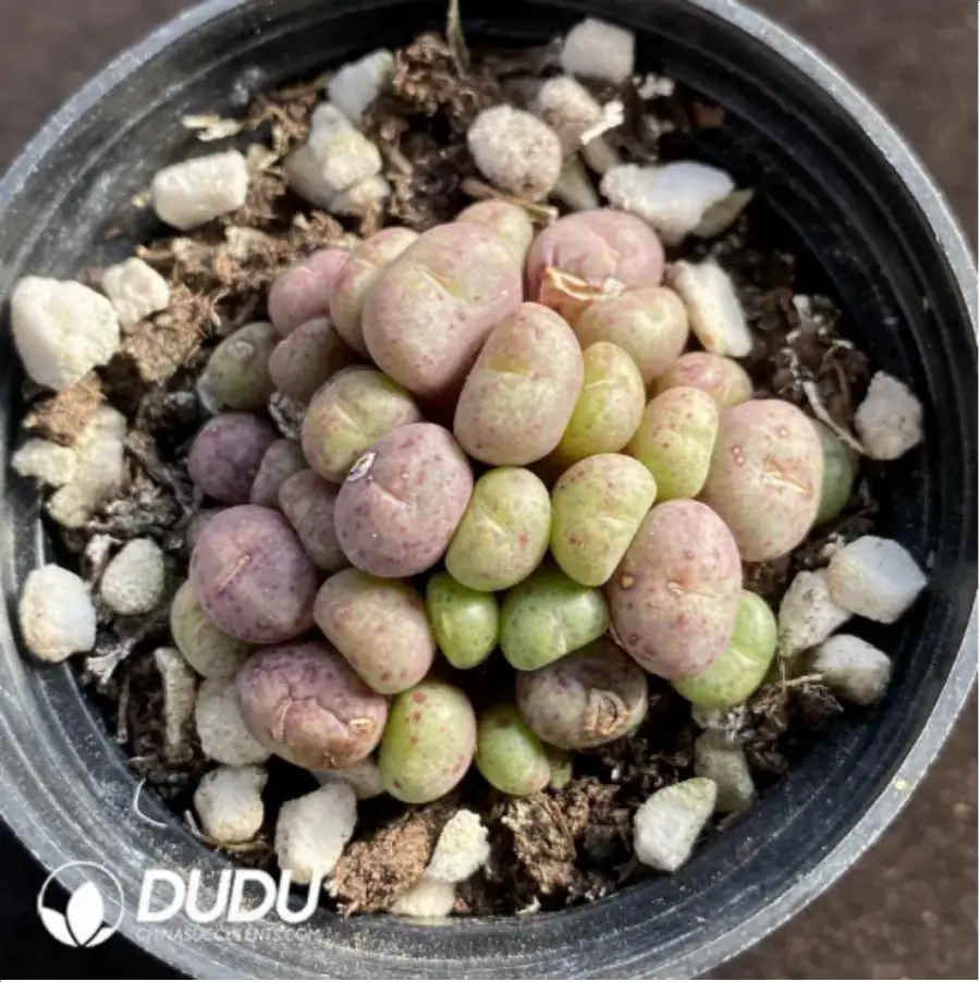 1-169.webp Conophytum Mini Cat Cluster - Image 1
