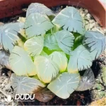 Haworthia Earth Spring Variegated