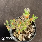 Dicrocaulon Flame