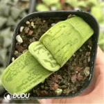 Haworthia Caihu Shou