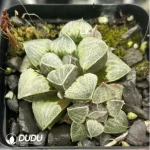 Haworthia Celadon Emelyae Var. Major