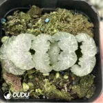 Haworthia Apparition