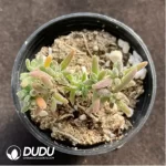 Crassula Dicrocaulon Conjuncta