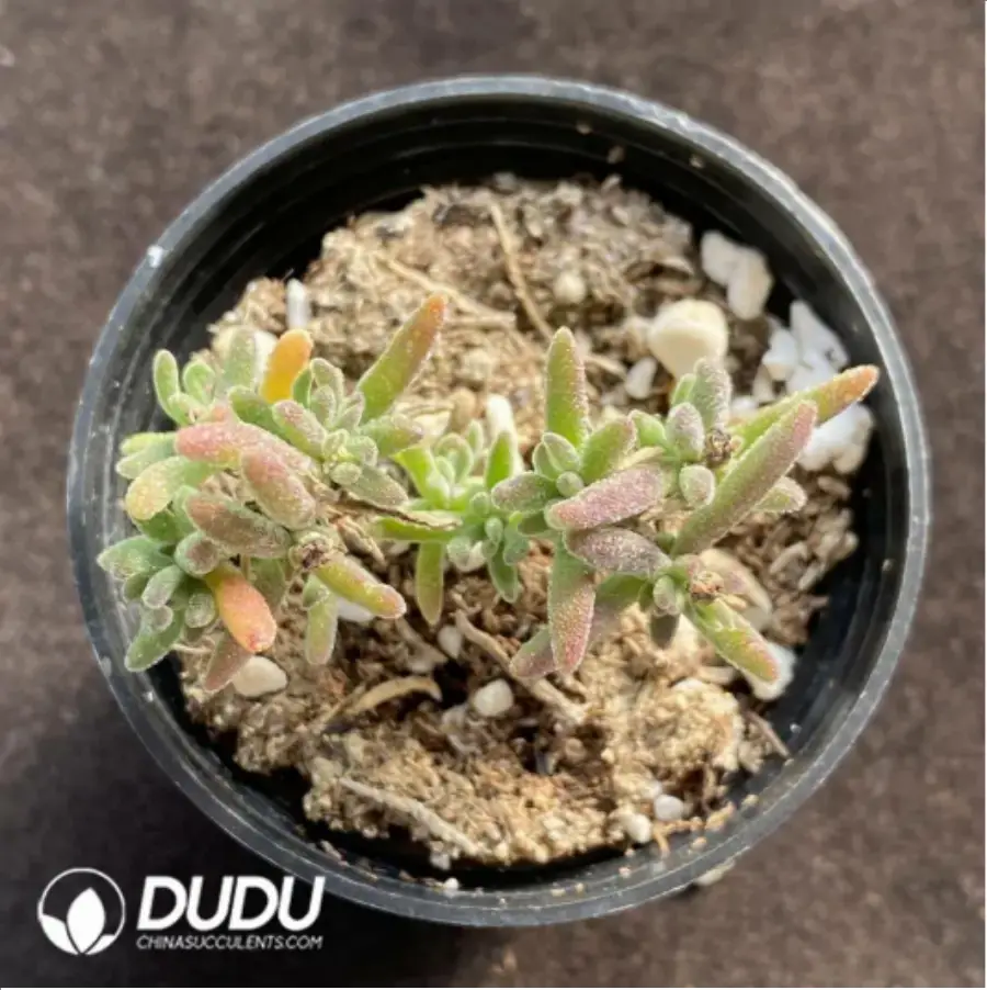 1-174.webp Crassula Dicrocaulon Conjuncta - Image 1