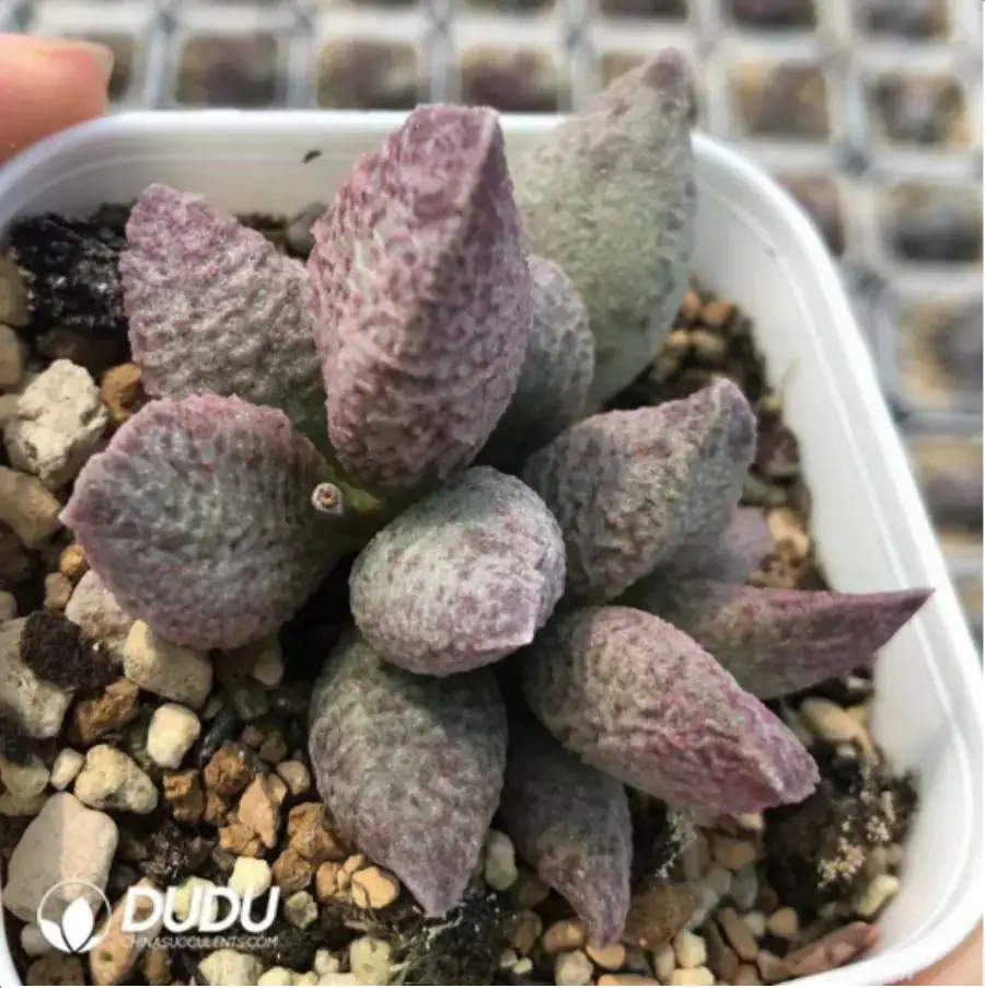 1-1745.webp Adromischus One Day Off Double Head - Image 1