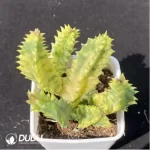 Orbea Haw. Stapeliagigantea Variegated