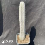 Euphorbia-abdelkuriBalfour fil