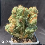 Cactus-Astrophytum myriostigma var. nudum