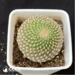 Cactus-Rebutia arenacea
