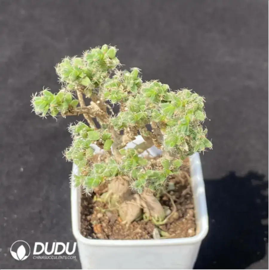 1-1759.webp - Image 1