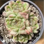 Echeveria Deep Forest Clustering