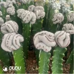 Cactus-Mammillaria Perezdelarosae (60mm)