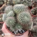 Cactus-Sulcorebutia Black Widow Clustering