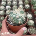 Cactus-Echinocactus Thorned Ivory