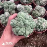 Cactus-Echinocactus Ivory Monstrose