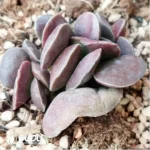 Adromischus Marianae