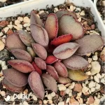 Adromischus German Purple Egg