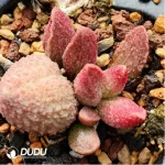 Adromischus Lace Red Egg