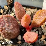 Adromischus Lychee Peel