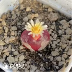 Conophytum Hedinghong Cut cake