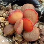 Adromischus Spring Frosted Eggs