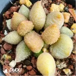 Adromischus Monroe
