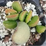 Adromischus Splendid