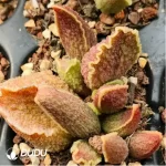 Adromischus Alice