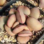 Adromischus Germinal No.02