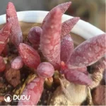 Adromischus Sliver Princess