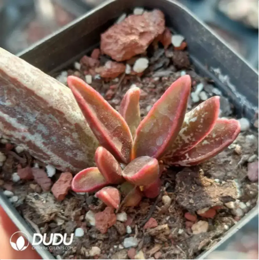 1-1794.webp Adromischus Balls - Image 1