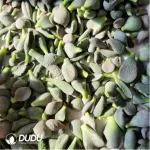 Adromischus Black Lange Leaf