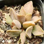Adromischus Wine Red Pork Liver