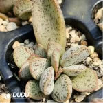 Adromischus Mango Pudding