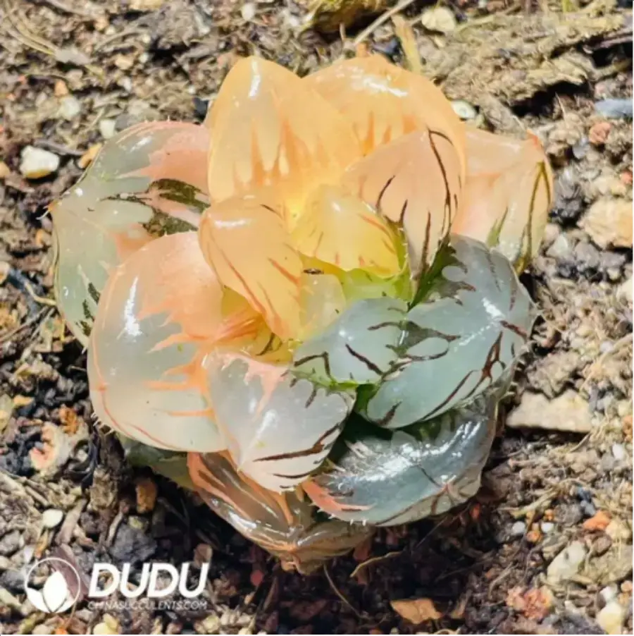 1-18.webp Haworthia Moon In The Water Variegated - Image 1