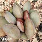 Adromischus Chocolate