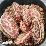 Adromischus AV