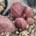Adromischus Colorful Fairy