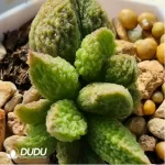 Adromischus German Pig Liver