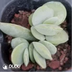 Adromischus Pink Abalone