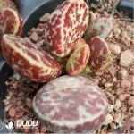 Adromischus Leucophyllus