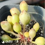 Adromischus KUBU7475