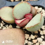 Adromischus Cristatus Var. Clavifolius